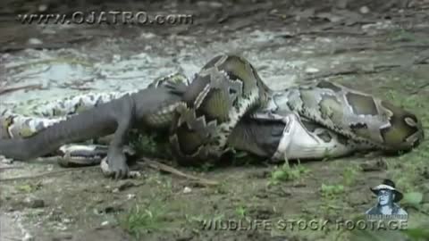 NO. 5 !!! EVERYONE WATCH!!! A TERRIBLE FIGHT BETWEEN AN ANACONDA AND A CROCODILE.