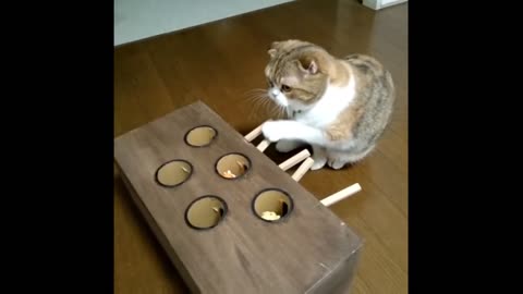 Cat Plays Homemade Whack-A-Mole Game