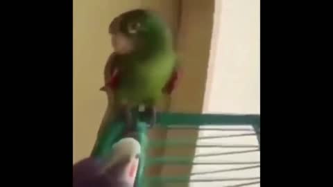 Singing parrots🦜🦜. Very funny🤣🤣