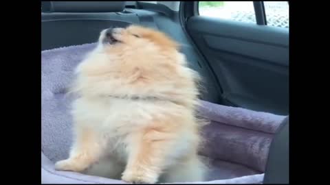 Funny & Small Cute puppy video