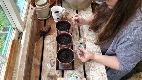 Finding something to do in January: Herbs / Taters