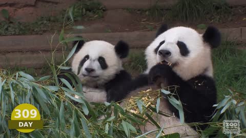 The First Year of Mei Lun and Mei Huan