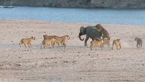 Young elephant survives attack by 14 Lions