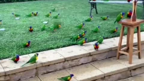 yard full of parrots