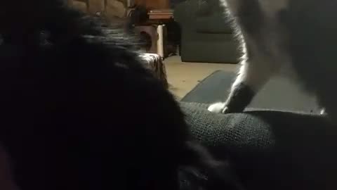 Kitties have unproductive cat fight.