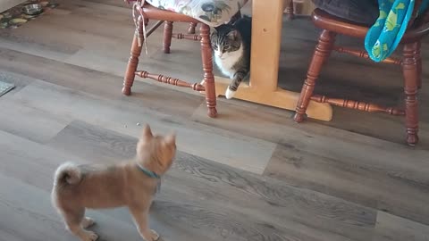 Shiba vs Kitty