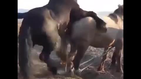 Horse Mating