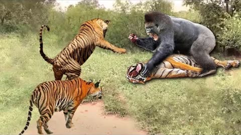 A tragic day for an old tiger. A hungry tiger risks its life to steal a gorilla tigers fight gorilla