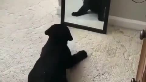 Dog meets his reflection in the mirror, hilarity ensues