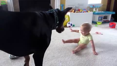 Best Funny Babies and Animals