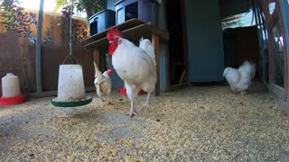 Backyard Chickens Peaceful Relaxing Video Sounds Noises Hens Clucking!
