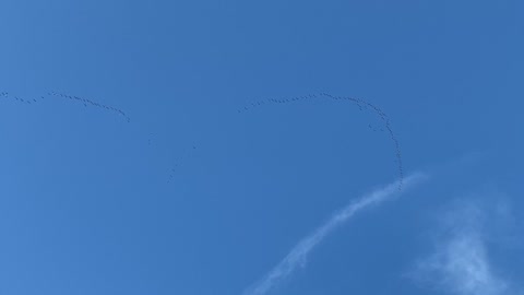 Hundreds of Canadian Geese flying