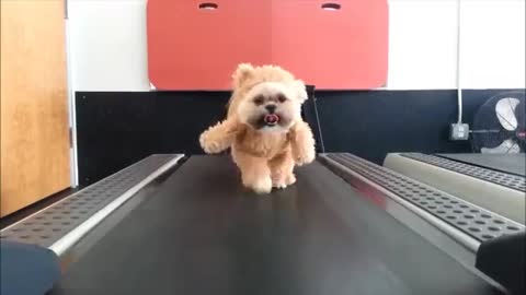 puppy in adorable bear costume