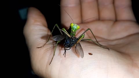 Praying mantis eating a big fly right on my hand
