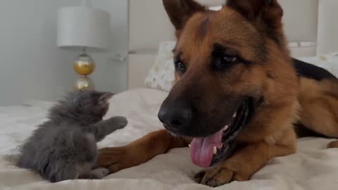 German Shepherd Meets New Kitten for the First Time
