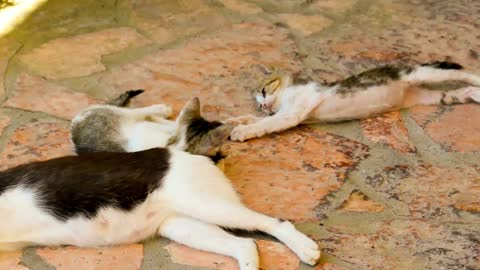 2 cats playing by their Mom's tail