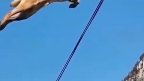 highest jumping dog