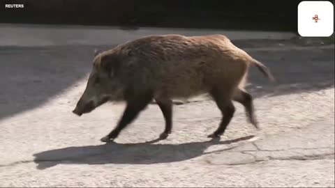 Wild Boars Now Common Sight in Rome Suburb