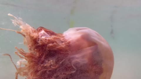 Amazing jellyfish under the water - worth to see 😊