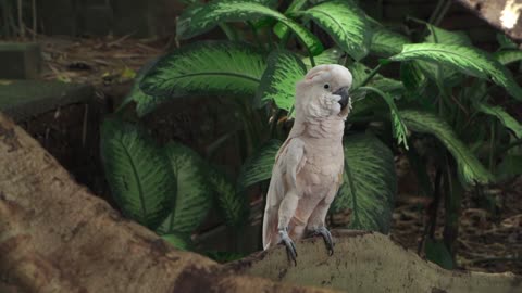 Macaws ( the animal world)