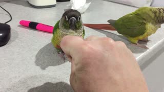 Stealing a Bird's Beak