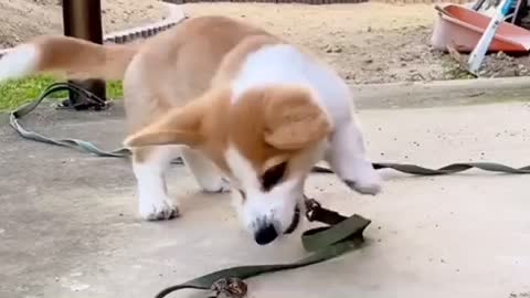 Try not to Laugh 😹, Funny Dog tries to eat scary bug 🕷