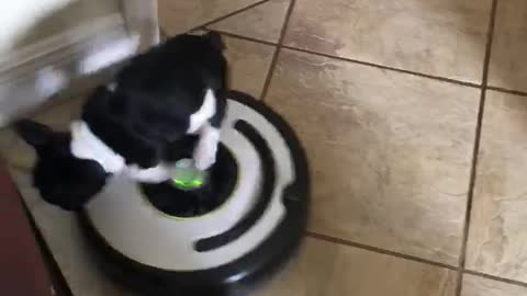Bean Rides a Roomba
