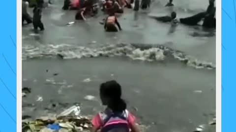 Sejumlaj warga mengevasfuasi hiu tul tul