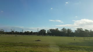 Australian Kangaroos grazing