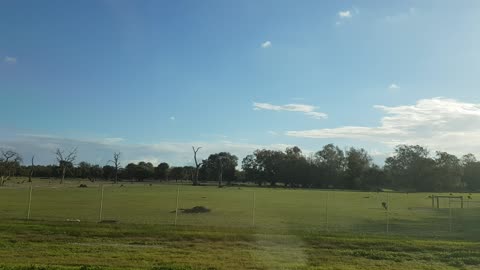 Australian Kangaroos grazing