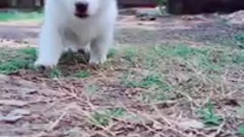 Cute baby Cat 😺 beautiful white cat. You can't ignore this cute white baby cat