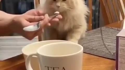 A cat eats like people