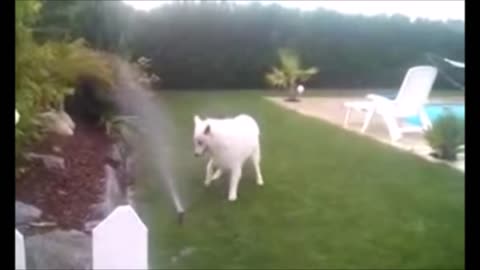 Dog loves to play | Water