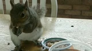 Squirrel knows I leave food and water on the table