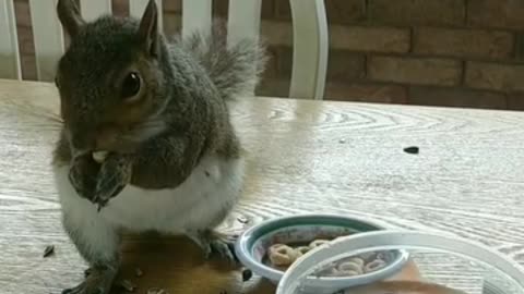 Squirrel knows I leave food and water on the table