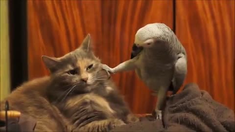 Parrot wants to play with that cat, but the cat is absolutely tired of the bird’s antics !