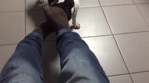Frenchie bites man’s toes and socks