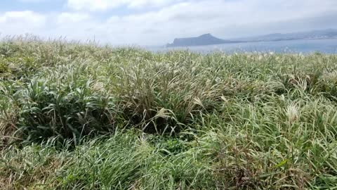 Jeju Island Udobong Reed Grass