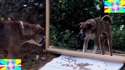 How are You?Amazing Reactions Mirror Prank on Dogs🤭