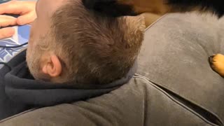 Sweet Rottweiler grooms his owner