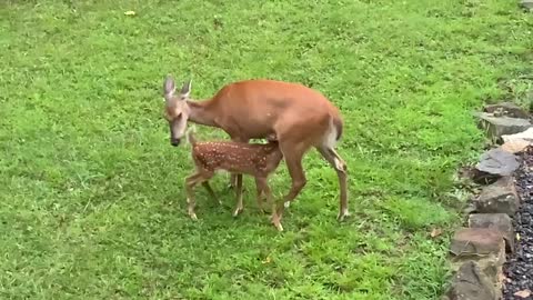 Deer and Fawn 🦌 Lady gives Scamp a bedtime snack and bath NW NC High country God’s country