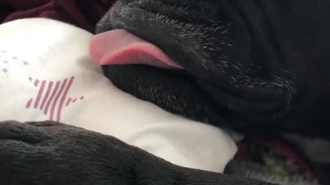 A dog snores the funny way