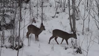 Deer outside the porch