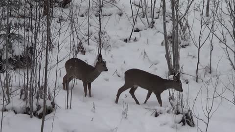 Deer outside the porch