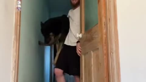 He Is A German Shepherd And Thats Why He Is Scared Of The Showers 😆😅 #shorts