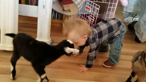 Baby and Baby Goats