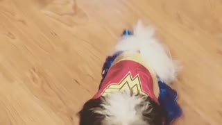 #zoeytheshihpoo as Wonder Woman