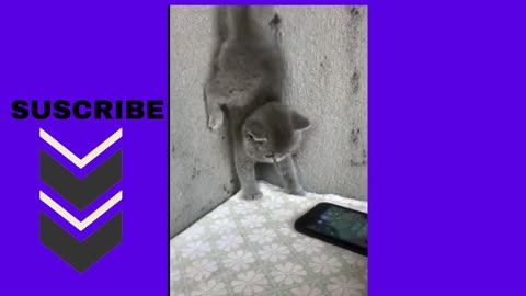 gatito se asusta con el celular