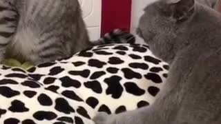 Two male kittens fighting to restrain a female kitten