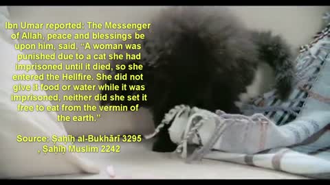 -IMPORTANCE Of CATS🐈 In ISLAM _ CUTE